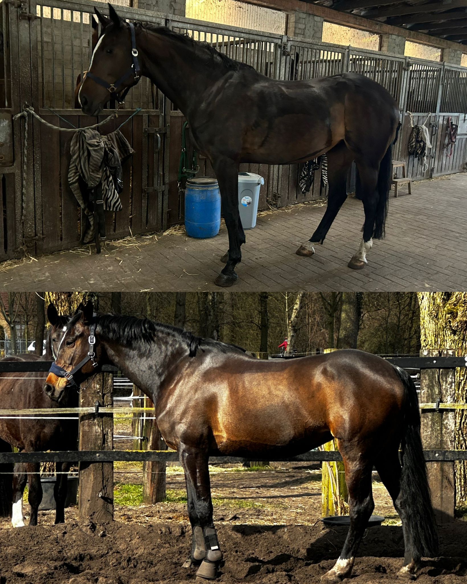 Vergleich Pferd Yvonne